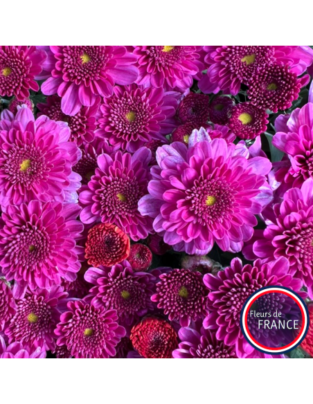 Chrysanthèmes multifleurs, pot de 25/30 cm.