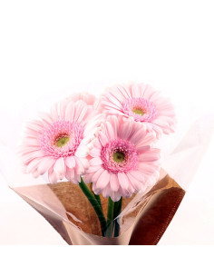 Une botte de germinis blancs