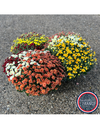 Coupes de chrysanthèmes.