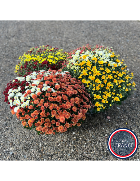 Coupes de chrysanthèmes.