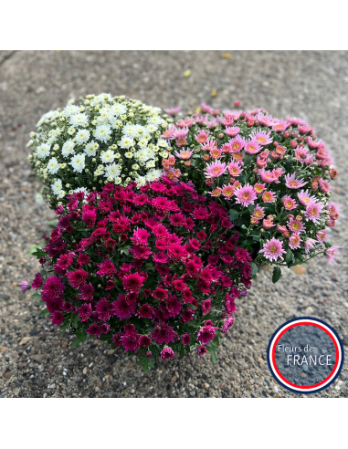 Chrysanthèmes multifleurs, pot de 25/30 cm.