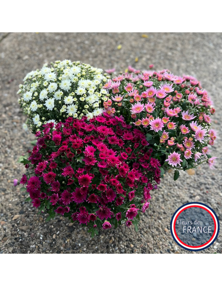 Chrysanthèmes multifleurs, pot de 25/30 cm.
