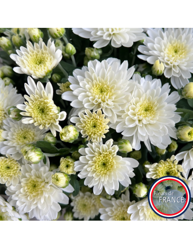 Chrysanthèmes multifleurs, pot de 25/30 cm.