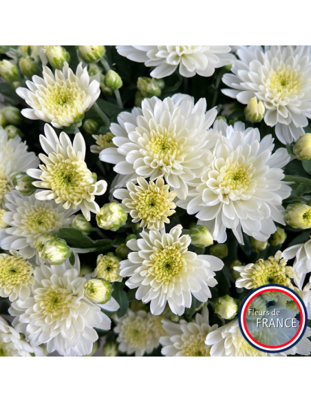 Chrysanthèmes multifleurs, pot de 25/30 cm.