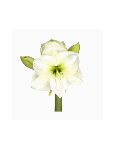 Amaryllis
