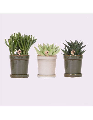 Les succulentes